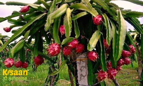 Dragon fruit (ड्रैगन फ्रूट) (कमलम) 